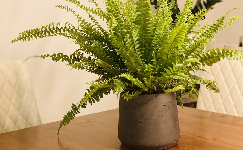 Boston Fern