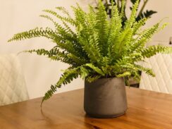 Boston Fern