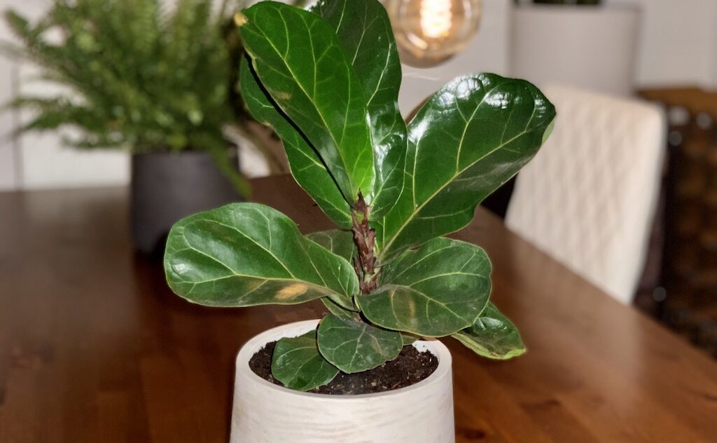 Fiddle Leaf Fig