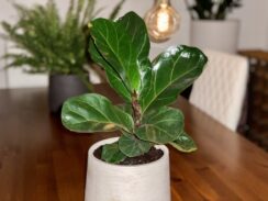 Fiddle Leaf Fig