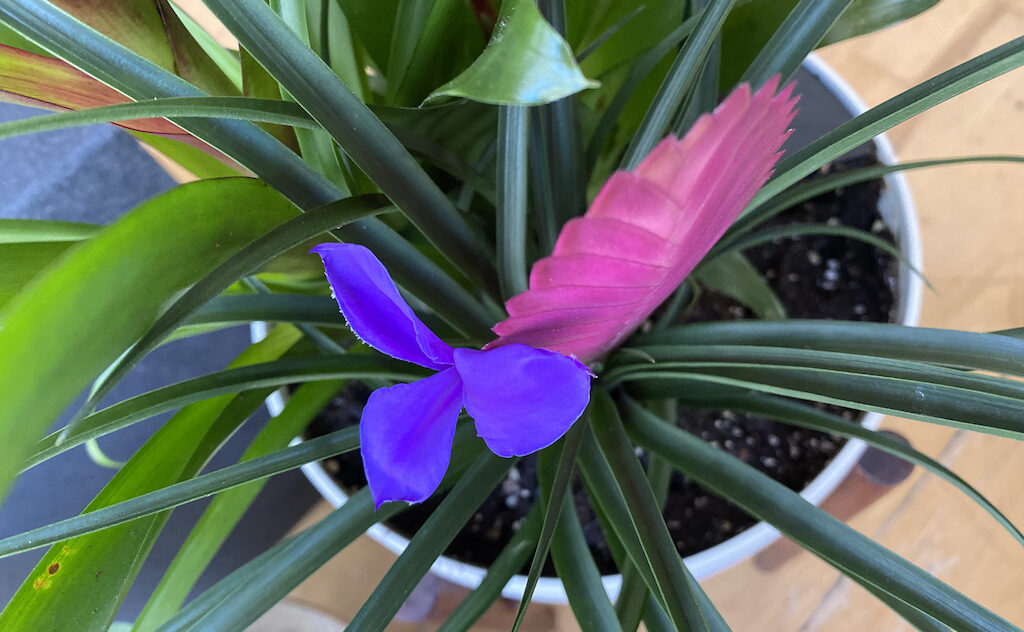 Bromeliad in bloom