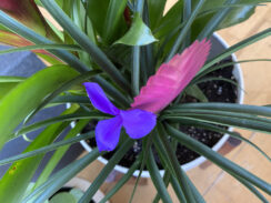 Bromeliad in bloom