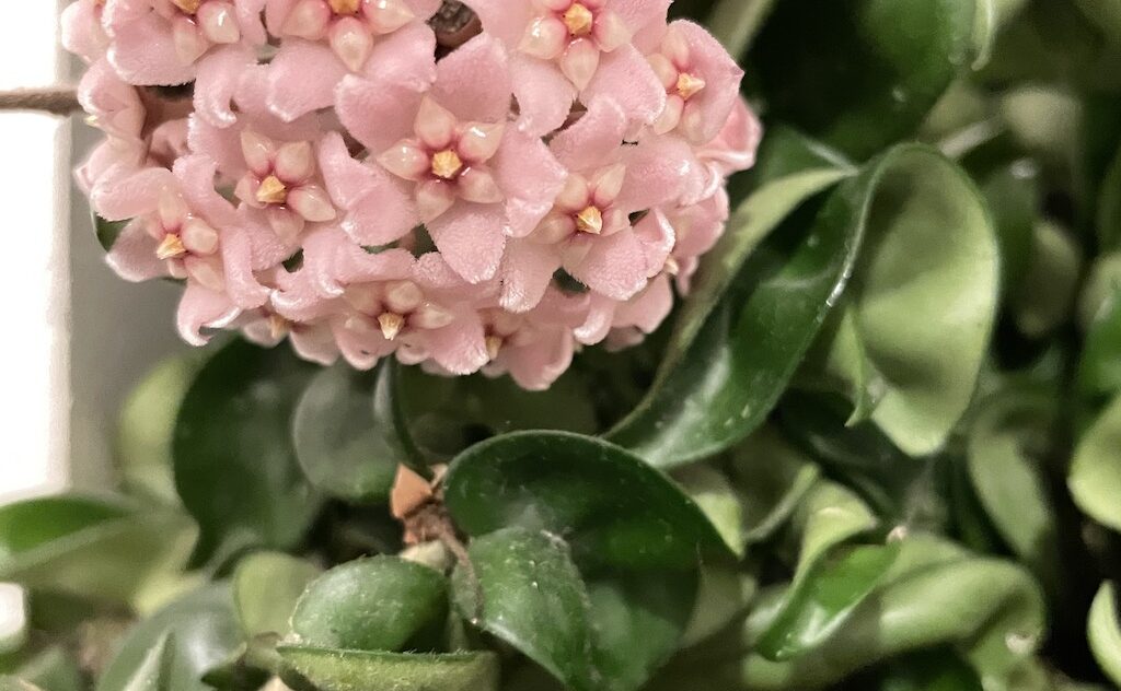 Indian Rope plant in bloom