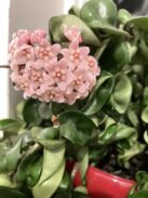 Indian Rope plant in bloom