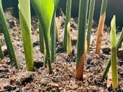 Cast Iron plant shows new growth