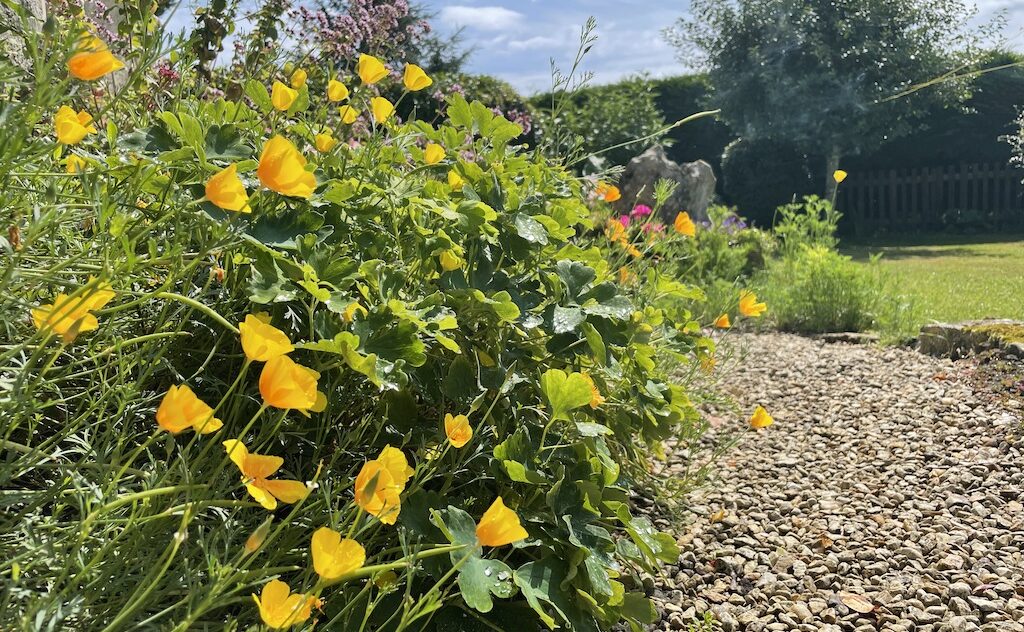 Up the garden path