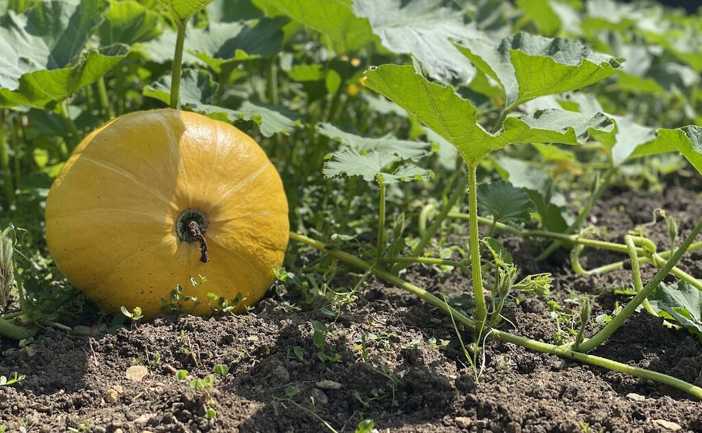 The pumpkin patch